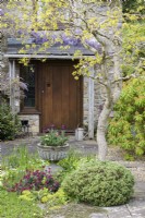 Courtyard garden with Robinia pseudoacacia 'Twisty Baby' underplanted with shrubs, wild flowers and an urn with tulips in April