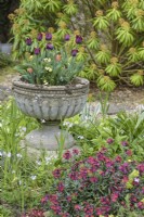 Urn of tulips with perennial wallflowers in April