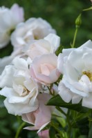 Rosa 'Friendship of Strangers', launched by Peter Beales in 2022, a climbing rose with semi-double creamy white and pink flowers from June.