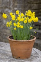 Narcissus jonquilla 'Quail' in a terracotta pot
