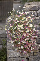Erigeron karvinskianus syn. mucronatus - Mexican daisy - growing in a dry stone wall.