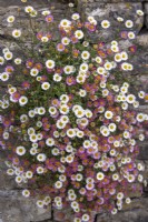 Erigeron karvinskianus syn. mucronatus - Mexican daisy - growing in a dry stone wall.