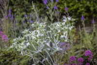 Self sown Eryngium giganteum  AGM - Miss Willmott's ghost, with Centranthus ruber - Valerian, and Linaria purpurea - Toadflax.