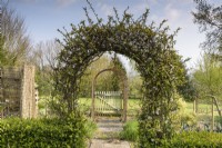 Arch of trained chaenomeles forms the entrance to a vegetable patch in April