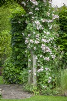 Arch covered with Rosa 'Blush Noisette'