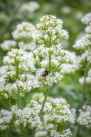 Bumblebee on Centranthus ruber 'Albus' - Valerian white form