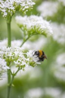 Bumblebee on Centranthus ruber 'Albus' - Valerian white form