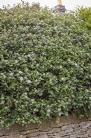 Viburnum tinus syn. Viburnum laurustinus used as a hedge