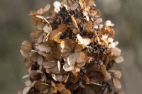 Dried flowerheads of Hydrangea paniculata Pinky Winky. Close up. Selective focus. 