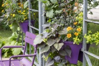 Vegetable plants and herbs in pots, marigolds, oregano, sweet potato, sage, chilli in window box