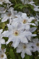 Close-up of Clematis 'Beautiful Bride' white flowers