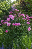 Rosa 'Bonica', a shrub rose bearing rich pink flowers from June, repeat-flowering into autumn.