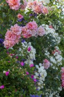 Trained against a shed wall, Rosa 'Compassion', 'Rosa 'Rambling Rector' seedling and Clematis 'Rhapsody'.
