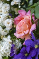 Rosa 'Compassion' entwined with 'R. 'Rambling Rector' and Clematis 'Rhapsody'.