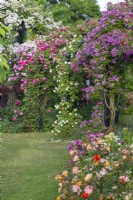 Right to left on pergola, Roses 'Veilchenblau', pink 'Sir Paul Smith ('Beapaul') and 'Karlsruhe', and 'Paul's Himalayan Musk' scrambling high on an arbour.