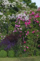 Right to left on pergola, Rosa 'Sir Paul Smith' ('Beapaul'), R. 'Karlsruhe', and R. 'Paul's Himalayan Musk' scrambling high on an arbour.