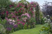 Rosa 'Ivor's Rose' trained onto pergola with R. 'Francois Juranville'. In bed, standard R. 'Bonica' and R. 'Ivor's Rose' grown as a shrub.