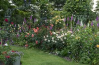 Bed planted with foxgloves, hardy geraniums and roses (left to right) 'Westerland', 'The Churchill Rose',  'Amber Queen' and 'Togmeister'.