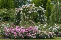 An arbour is clothed in white Rosa 'Friendship of Strangers', in a bed of Rosa 'Happy Retirement', Rosa 'Iceberg' and Rosa 'Joie de Vivre'.