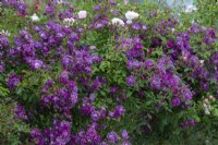 Rosa 'Veilchenblau', a purple magenta rambling rose bearing clusters of small, cupped fragrant flowers in June.