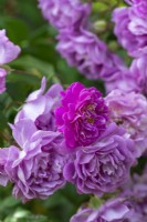 Rosa 'Mannington Mauve Rambler', a rambling rose with large clusters of small double flowers in midsummer.