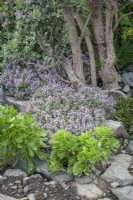 Drought tolerant planting of Thymus vulgaris - Thyme - with Aeonium arboreum