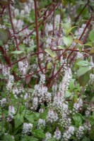 Tiarella 'Spring Symphony' AGM - Foam flower - planted arund the base of Cornus alba 'Sibirica' - Siberian dogwood
