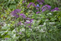 Anthriscus sylvestris 'Ravenswing' - Cow parsley - with Thalictrum 'Black Stockings' - Meadow rue