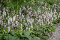 Tiarella 'Spring Symphony' AGM - Foam flower