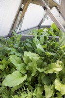 View into a wooden veg trug with a crop of salad leaves