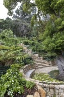 View of stone steps leading to seating area next to camphor tree on lower garden terrace with Cyathea australis and Brunfelsia Floribunda in the foreground