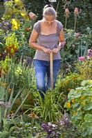 Lifting and dividing irises in late summer.