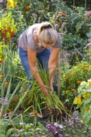 Lifting and dividing irises in late summer.