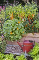 Watering can by raised bed with nasturtium, French marigold and peppers.