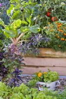 Colander of harvested vegetables and raised beds with lettuce, purple basil, Swiss chard, purple sage, French marigold, tomato and aubergine.