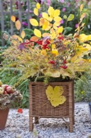 Autumnal bouquet containing guelder rose and twigs of larch, beech and sweetgum.