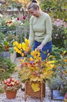 Woman making autumnal arrangement with beech, larch, guelder rose and sweetgum twigs.