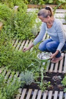 Woman picking savory from herb bed.