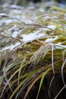 Miscanthus flowerheads with a dusting of snow in December.