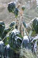 Tetrapanax papyrifer 'Rex' dusted with snow in December.