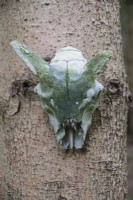 Animal skull hung on tree as feature. May. 