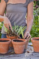 Woman planting divided Iris rhizomes with leaves cut back in pot.