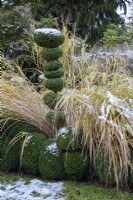 Clipped box with ornamental grasses in a garden in winter.