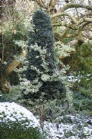 Euonymus fortunei 'Emerald Gaiety' snaking through clipped yew in a December garden.