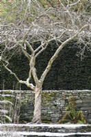 Mespilus germanica, the medlar tree, in a snowy garden in December.