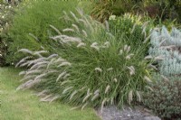 A clump of Pennisetum alopecuroides 'Hameln', Chinese fountain grass, an ornamental grass with greenish white seedheads, in autumn.