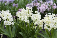 Hyacinthus orientalis 'Hermes', a fragrant oriental hyacinth with white flowers borne in March and April.
