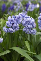 Hyacinthus orientalis 'General Kohler', a lavender blue heirloom hyacinth introduced in 1878, flowering in March and April.