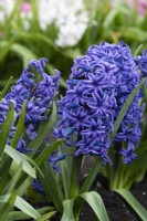 Hyacinthus orientalis 'Ostara' sports violet-blue flowers with paler edges in March and April.