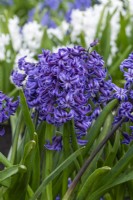 Hyacinthus orientalis 'Marie', a fragrant oriental hyacinth with indigo blue flowers borne in March and April.